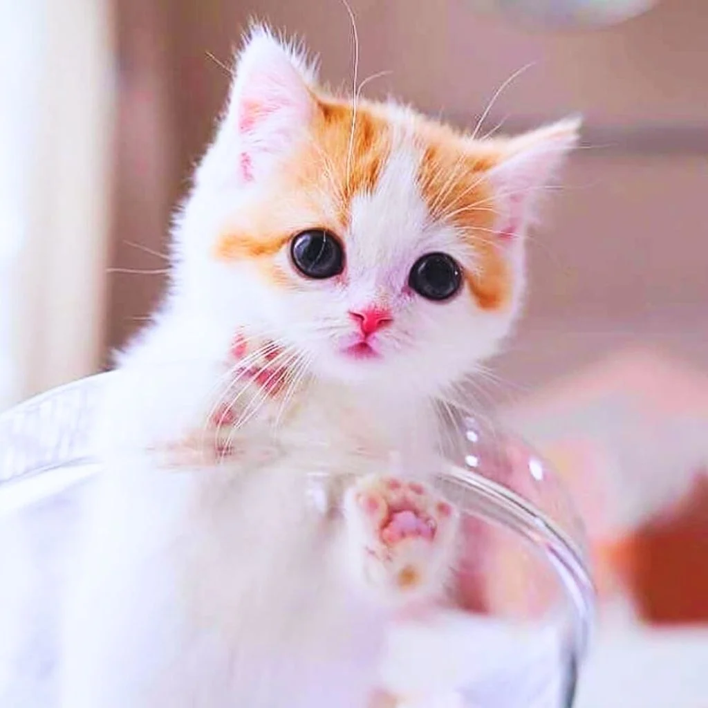 Inspirasi PP WA Aesthetic Girl Imut