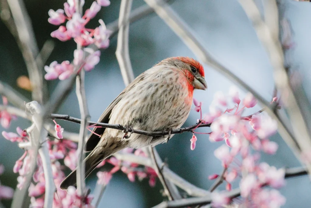 Flora dan Fauna Jepang