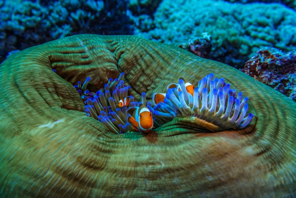 9 Contoh Wisata Bahari di Indonesia Ini Punya Keindahan Bawah Laut yang Memukau