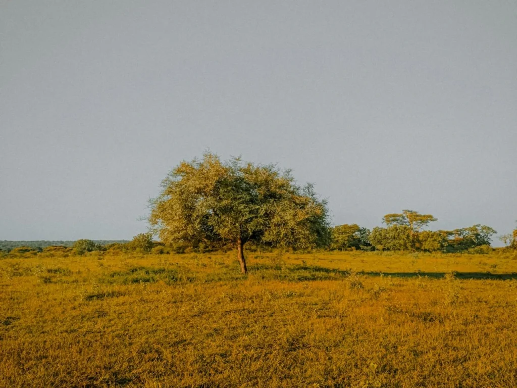 Baluran National Park Safari