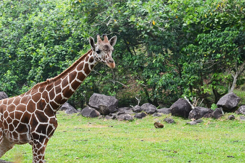 Taman Safari Prigen