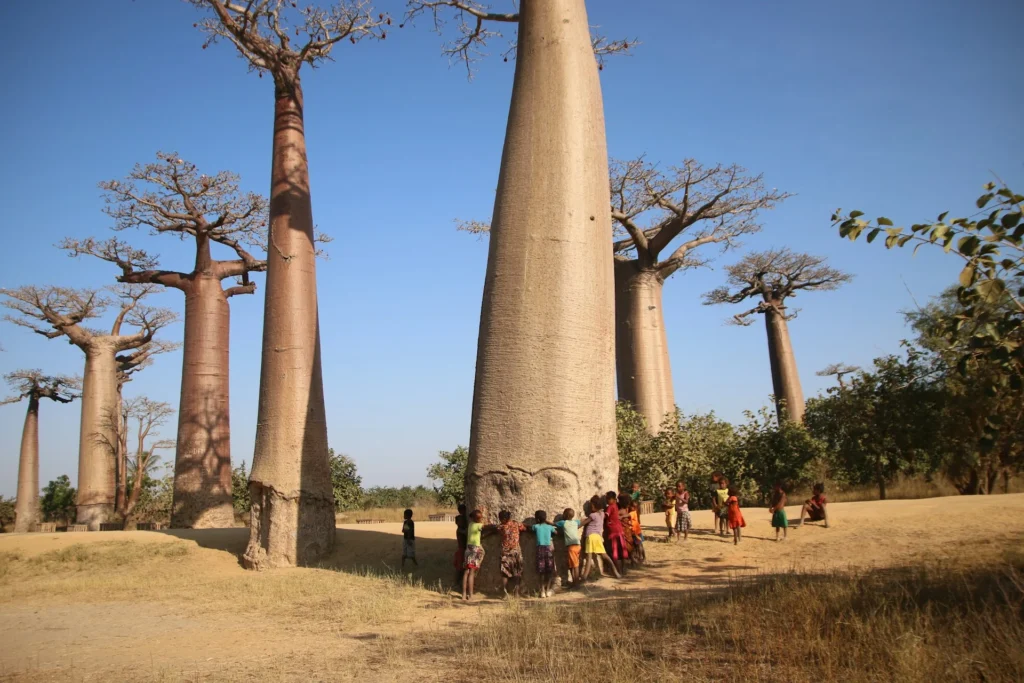 Allée des Baobabs di Madagaskar