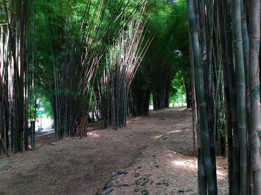 Hutan Bambu Keputih