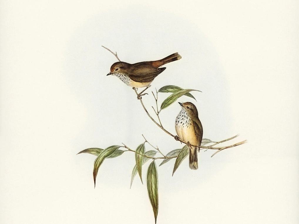 1001 Dongeng Sebelum Tidur: Burung Pipit yang Ingin Bernyanyi