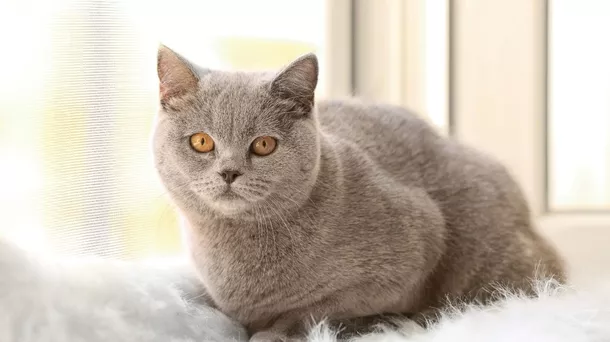 10 Kode Tafsir Mimpi Erek Erek Kucing 2025 - Mimpi Digigit Kucing