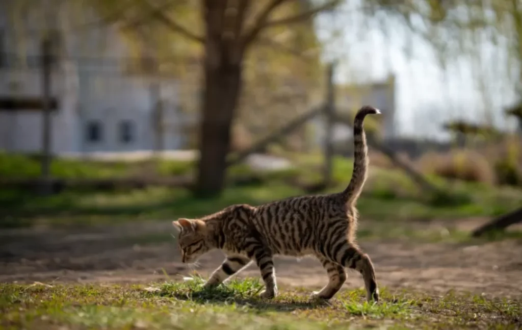 10 Kode Tafsir Mimpi Erek Erek Kucing 2025 - Mimpi Kucing Mati
