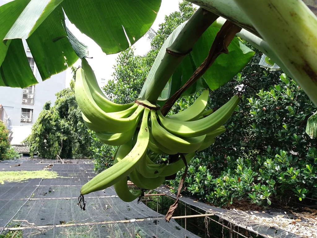 Terbaru! Erek Erek Pisang 2D 3D 4D dan Tafsir Mimpi Lengkap - Pertanda Baik dan Buruk