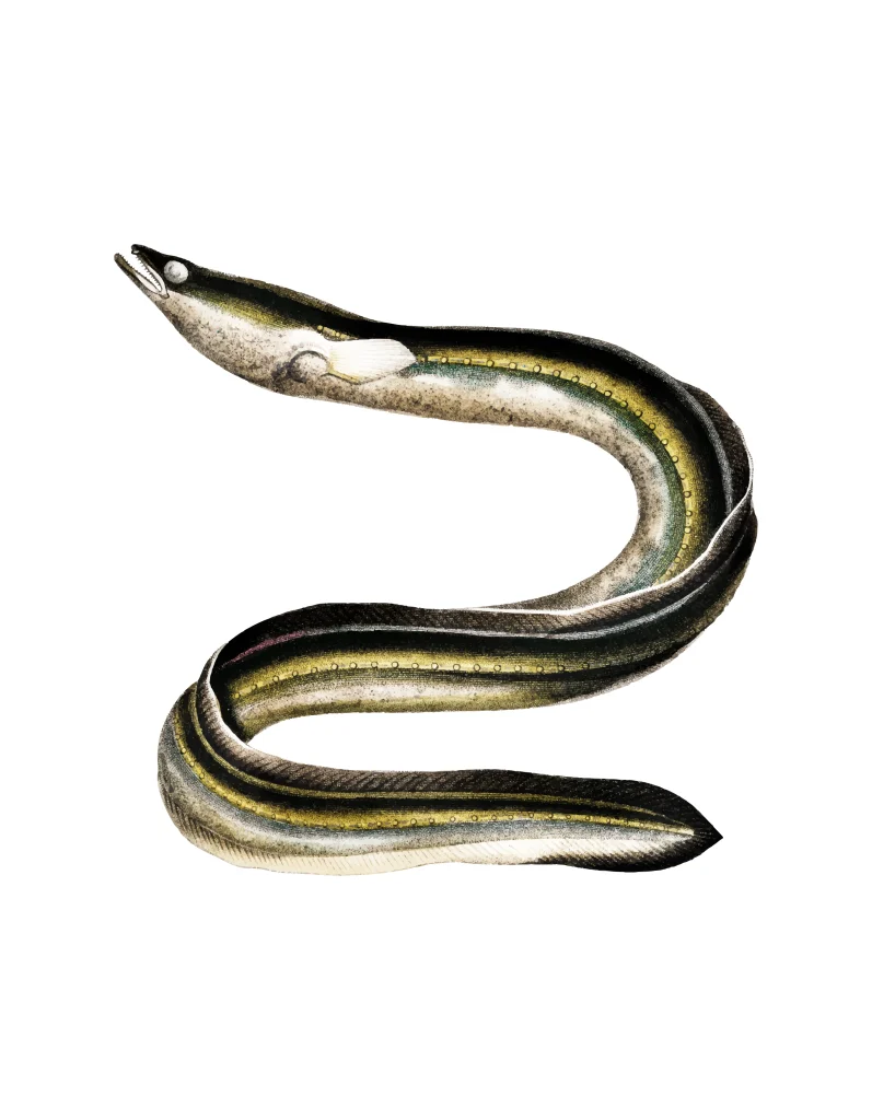 Beda Erek Erek Belut Betina VS Jantan dan Angka Terbaru 2025 - Makna Berdasarkan Warna