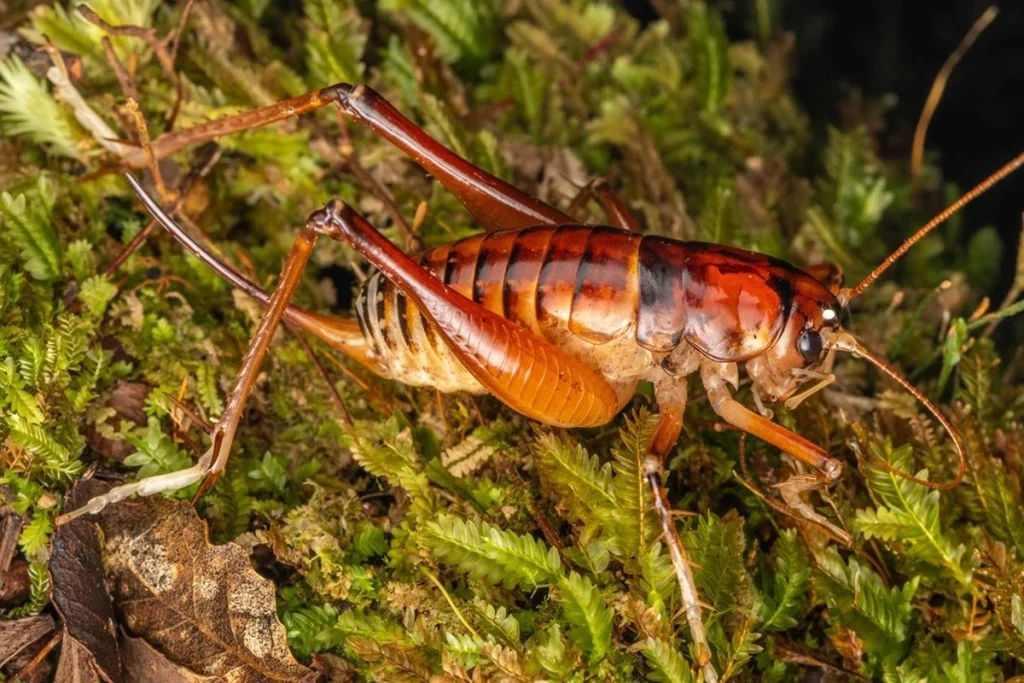 Inilah 30 Erek Erek Jangkrik Terbaru Paling Dicari 2025 - Tafsir Mimpi Berdasarkan Primbon