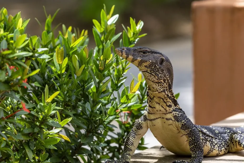 Erek Erek Biawak Terbaru Paling Sering Dicari 2025