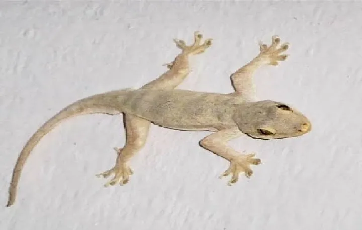 Tafsir Mimpi Cicak Lengkap Arti, Pertanda Baik/Buruk, dan Erek Erek Cicak 2D 3D 4D - Erek Erek Cicak Lengkap