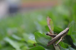 Contekan Erek Erek Belalang: Sejarah Hingga Angka 2D 3D 4D