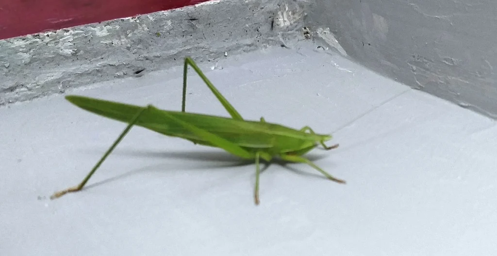 Contekan Erek Erek Belalang: Sejarah Hingga Angka 2D 3D 4D - Daftar Angka Erek Erek