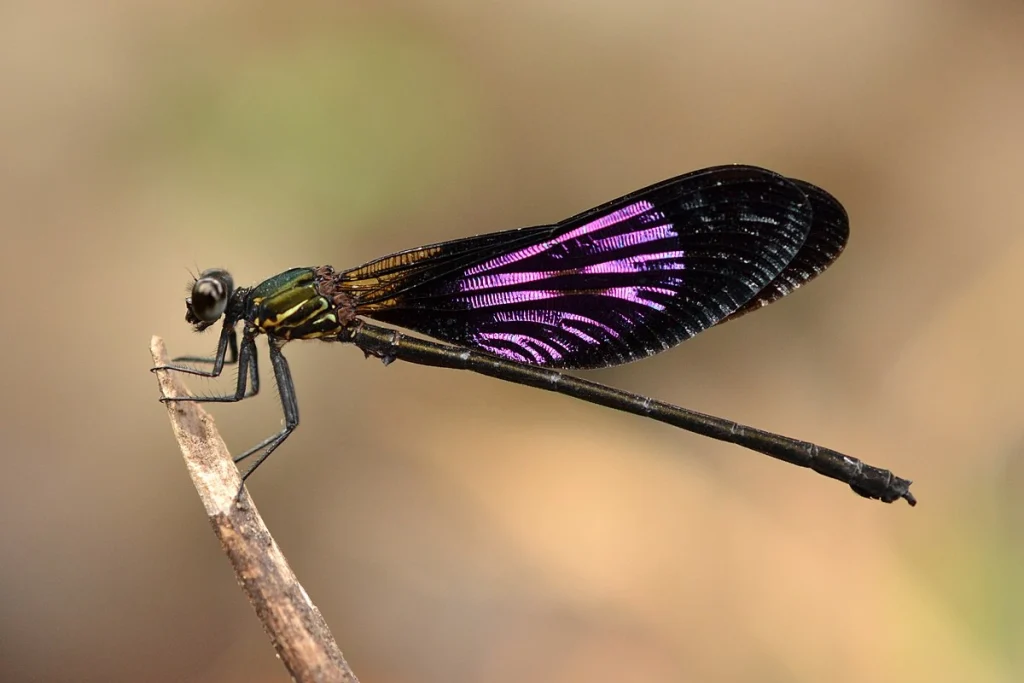 20 Erek Erek Capung, Kode Alam, dan Tafsir Mimpi Paling Dicari! - Tafsir Mimpi