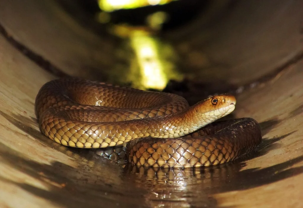 40+ Angka Ular 4D, Kode Alam dan Tafsir Mimpi Paling Dicari 2025