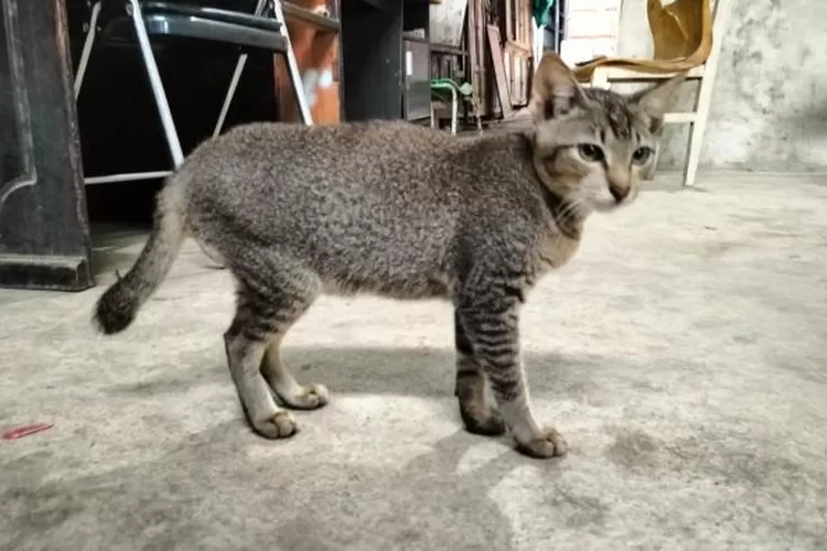 10 Kode Tafsir Mimpi Erek Erek Kucing 2025 - Mimpi Membawa Pulang Kucing
