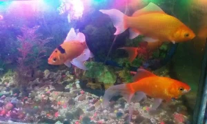 Ini Dia 30 Erek Erek Ikan Mas Terbaru 2025 Lengkap