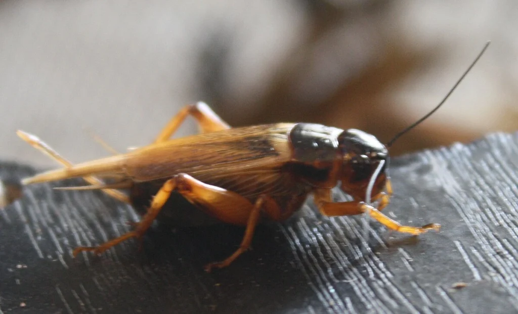 Inilah 30 Erek Erek Jangkrik Terbaru Paling Dicari 2025 - Kode Alam Jangkrik