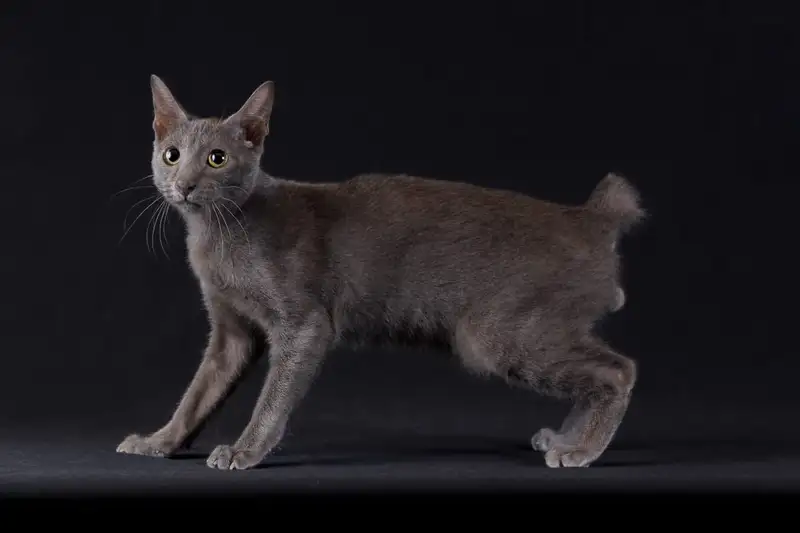 10 Kode Tafsir Mimpi Erek Erek Kucing 2025 - Mimpi Kucing Hitam