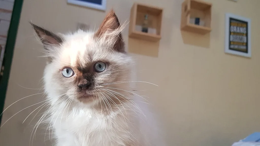 Bocoran 15 Kode Alam Kucing, Kamu Ketemu Yang Mana? - Mengenal Kterkaitan Kucing Dengan Kode Alam