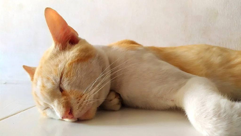 Bocoran Erek Erek Kucing 4D, Apa Tafsir dan Kode Alamnya? - Hubungan Mimpi, Kode Alam, Dan Daftar Angka Erek Erek Kucing