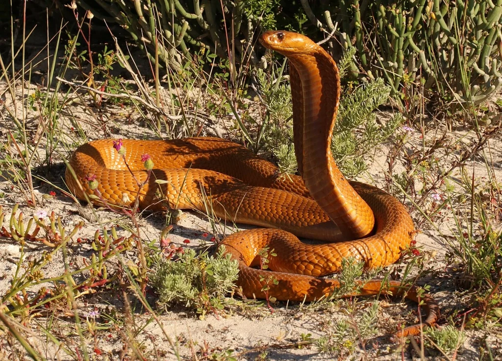 40+ Angka Ular 4D, Kode Alam dan Tafsir Mimpi Paling Dicari 2025