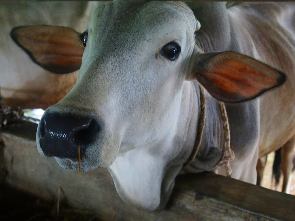 Erek Erek Sapi: 4 Bocoran Makna Mimpi Sapi Betina VS Sapi Jantan - Sejarah dan Asal-Usul Praktik Erek Erek