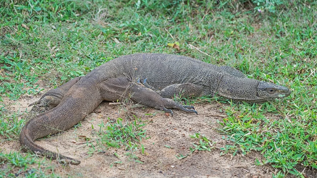 Daftar 30 Erek Erek Biawak Terbaru Paling Sering Dicari 2025 - Tafsir Mimpi Biawak