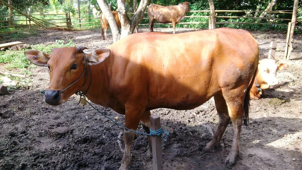 Erek Erek Sapi: 4 Bocoran Makna Mimpi Sapi Betina VS Sapi Jantan - Pentingnya Simbolisasi Sapi