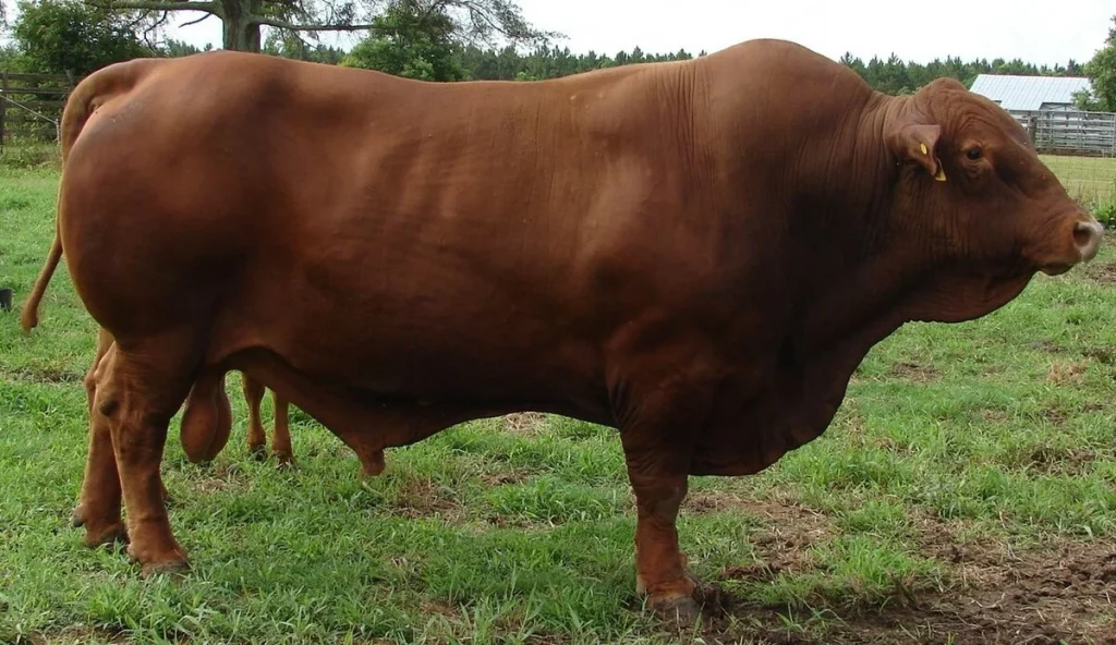 Erek Erek Sapi: 4 Bocoran Makna Mimpi Sapi Betina VS Sapi Jantan - Daftar Erek Erek Sapi