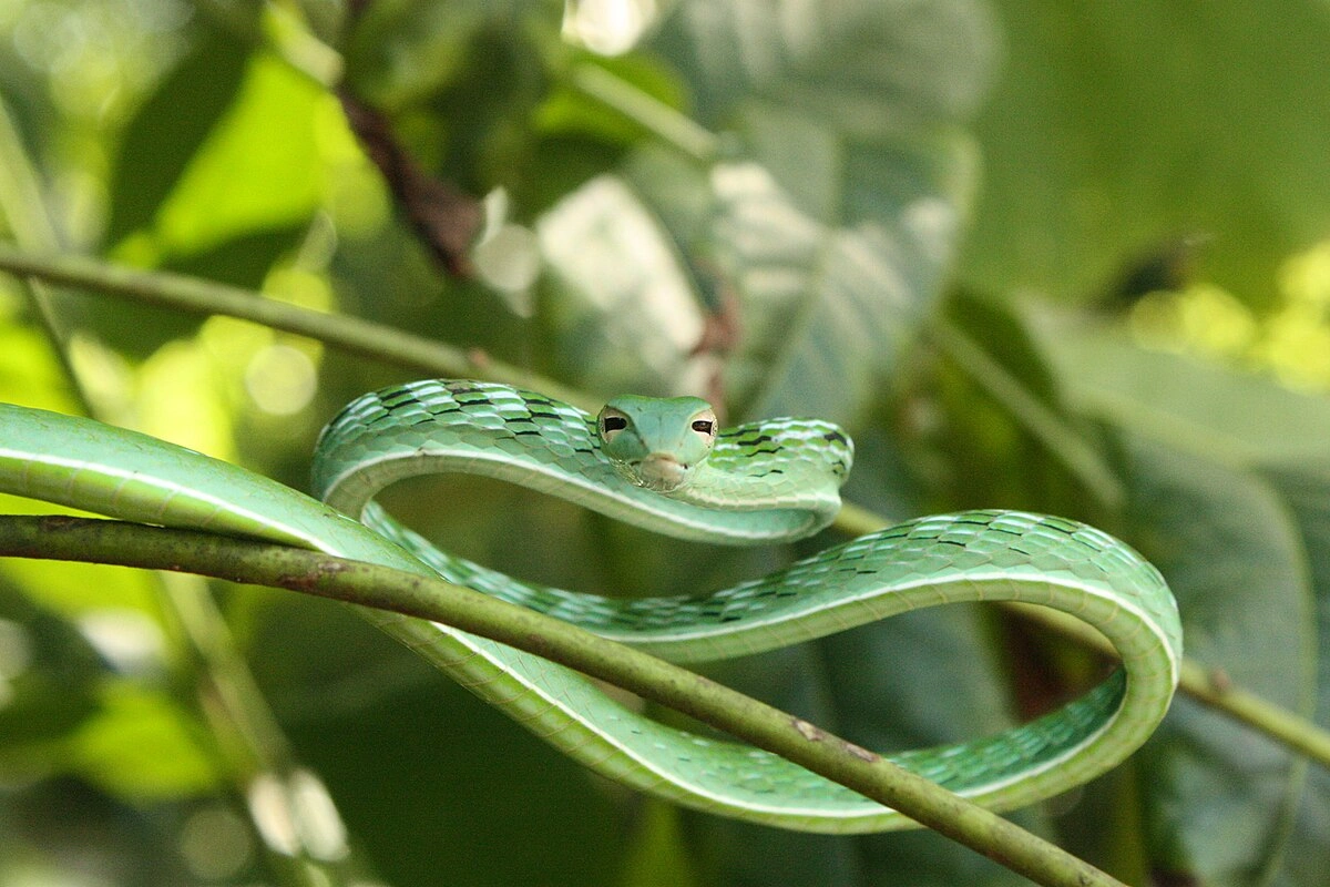 40+ Angka Ular 4D, Kode Alam dan Tafsir Mimpi Paling Dicari 2025