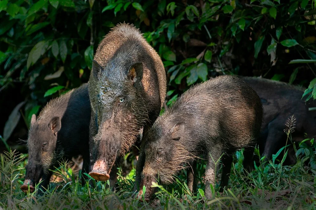 3 Contekan Erek Erek Babi: Beda Mimpi Babi Hitam VS Babi Putih