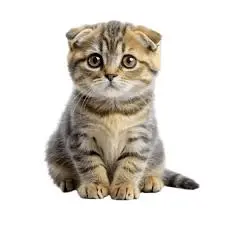 Angka kucing 4d kode alam