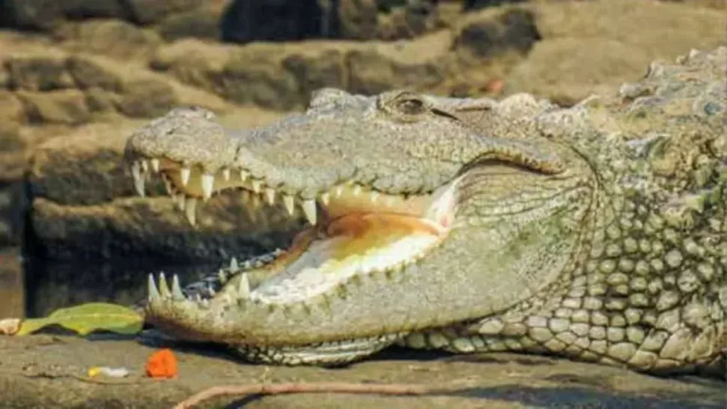 Kode Buaya 4D Terbaru Dan Arti Mimpinya Menurut Primbon - Tafsir Umum