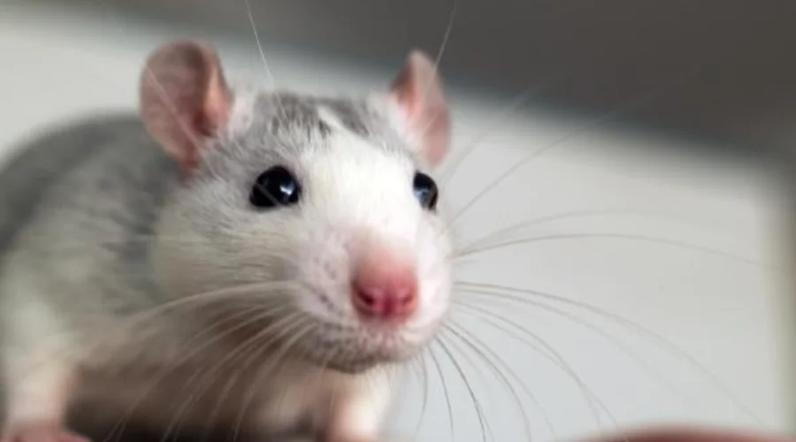 Contekan Kode Alam Tikus 4D: Erek Erek, Makna, dan Pertanda - Pertanda dari Tikus