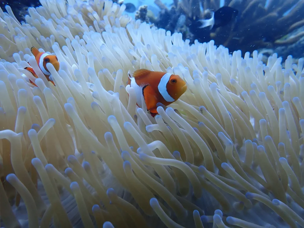 foto ikan badut di bawah laut taman nasional bunaken