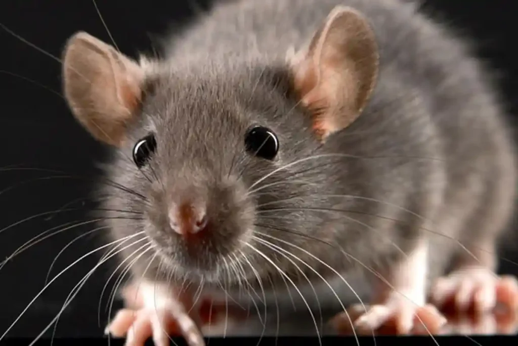 Contekan Kode Alam Tikus 4D: Erek Erek, Makna, dan Pertanda - Kode Alam Tikus