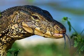 kode alam biawak