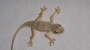 kode alam cicak jatuh