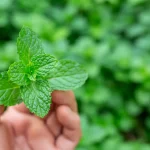 10 manfaat daun mint untuk kesehatan