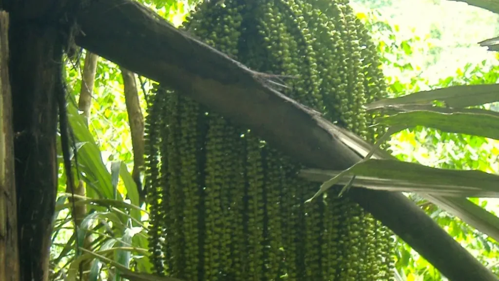 Buah nira sebagai bahan utama pembuatan saguer dan cap tikus