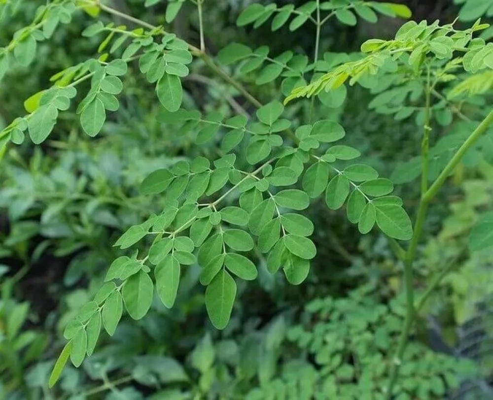 Daun kelor bisa menyembuhkan berbagai penyakit