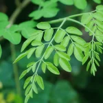 manfaat daun kelor sumber nutrisi