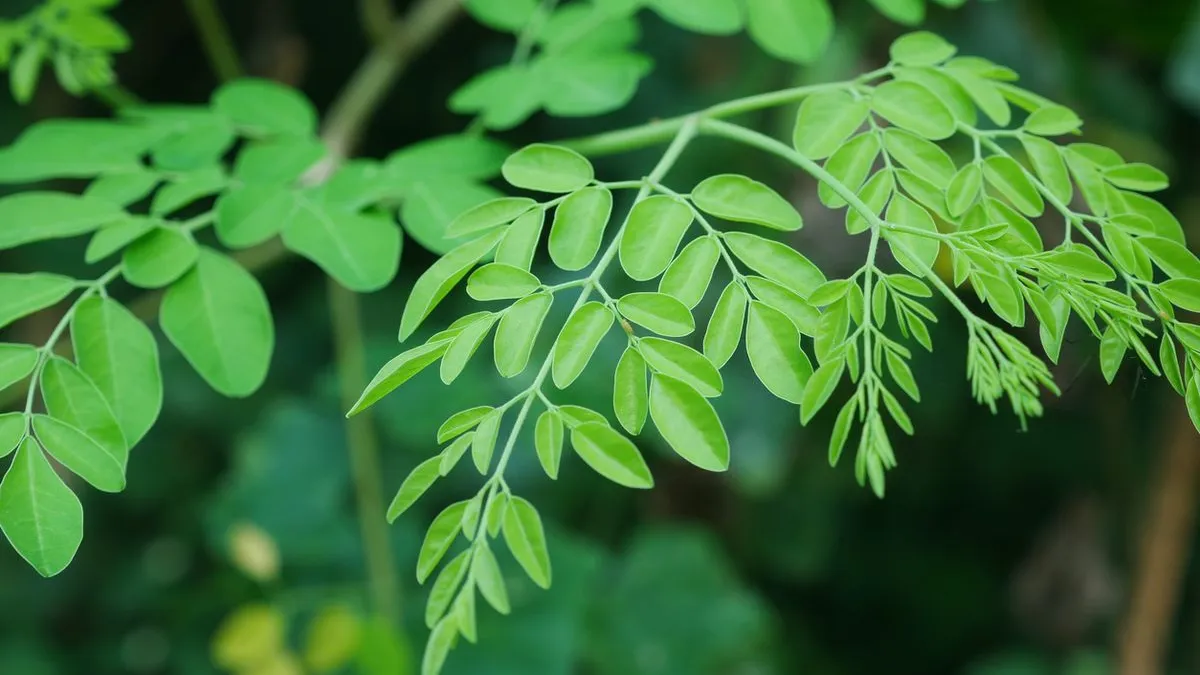 manfaat daun kelor sumber nutrisi