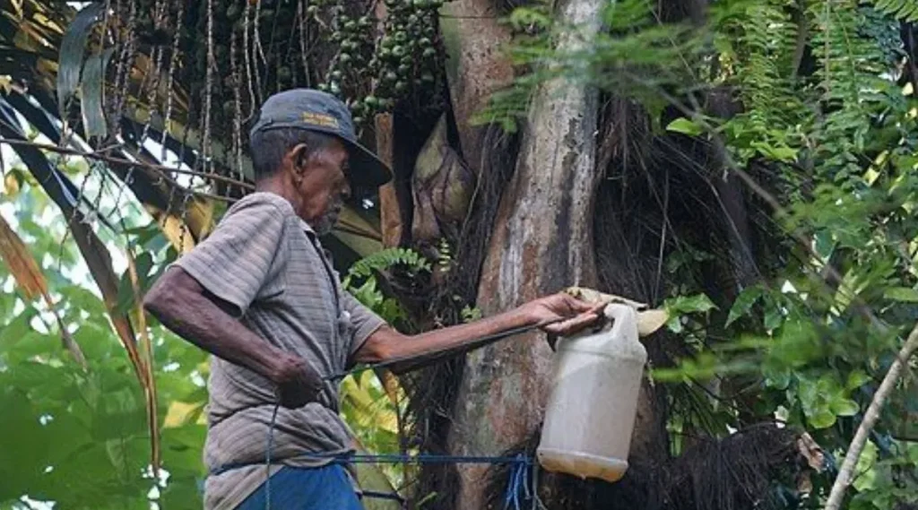 proses memukul buah nira