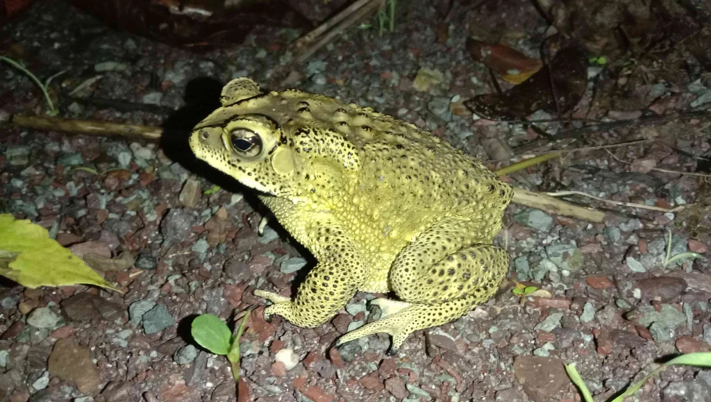 Terbaru! Ini Tafsir Mimpi Dan Erek Erek Kodok 2D 3D 4D 2026 - Makna Kode Alam Dan Angka Erek Erek Kodok 2D, 3D, 4D