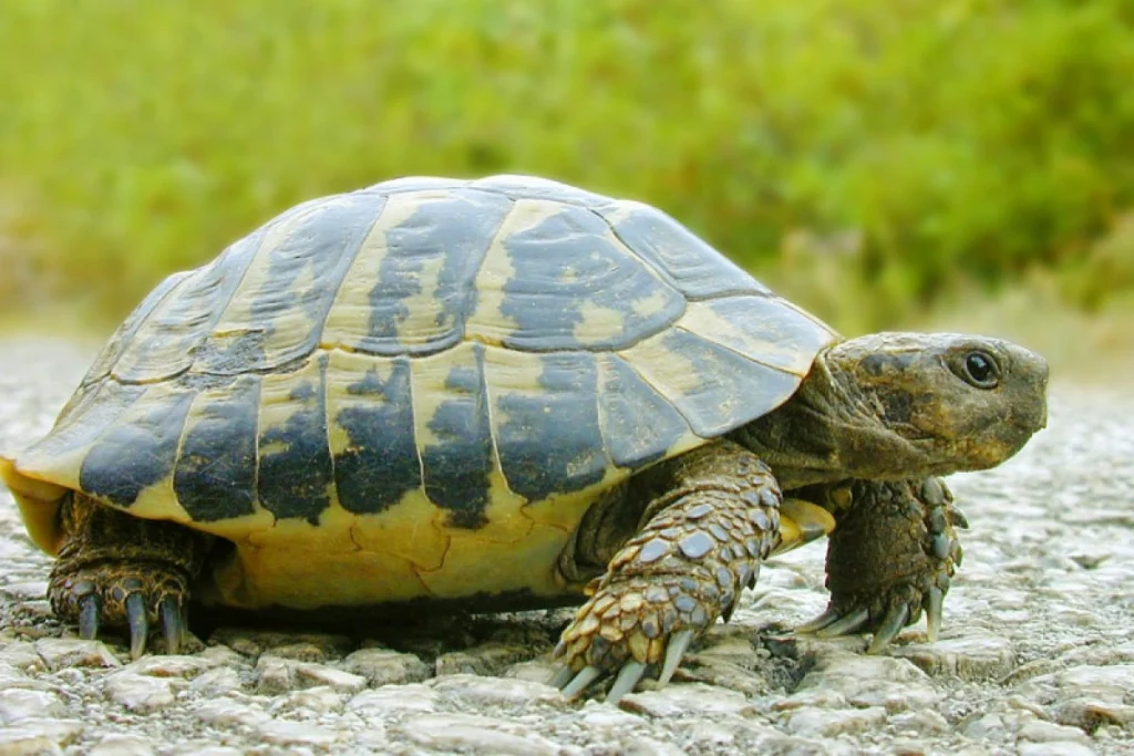 Simak Angka Erek Erek Kura Kura 2D, 3D, 4D, Terbaru 2026! - Kode Alam, Tafsir Mimpi, Dan Angka Erek Erek Kura-Kura 2D, 3D, dan 4D