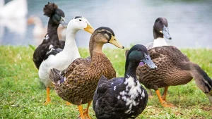 Erek Erek Bebek, Tafsir Mimpi, Dan Kode Alam, Terbaru 2026 - Angka Erek Erek Bebek Lengkap Dengan Kode Alam