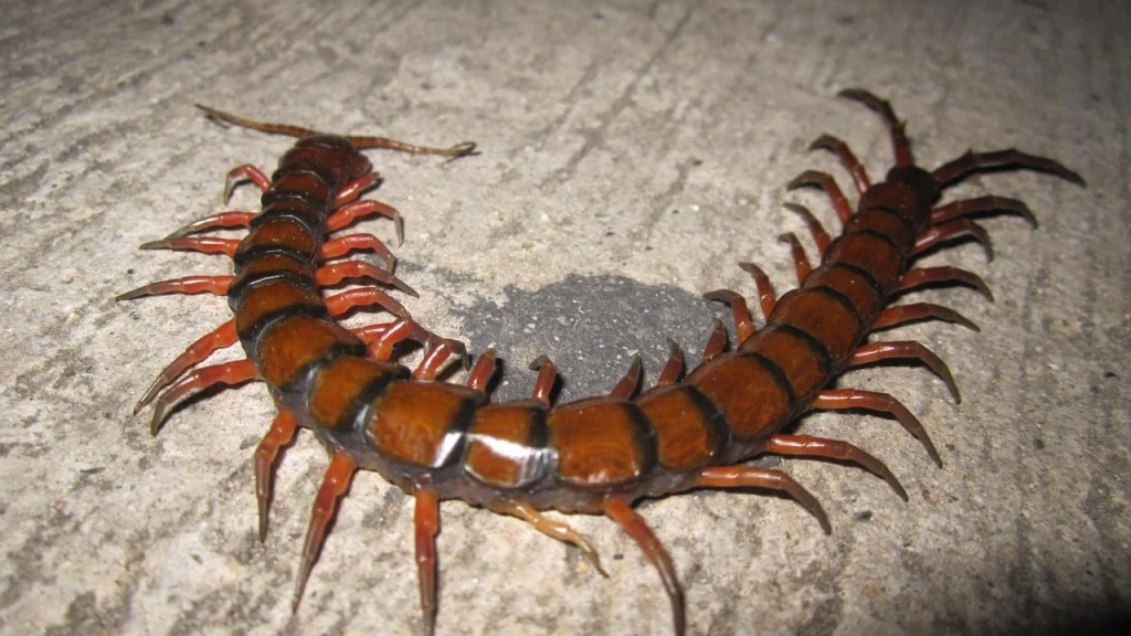 Mengungkap Detail Erek Erek kelabang 2D, 3D, 4D, 2026 - Angka Erek Erek Kelabang Dan Kode Alam 2026