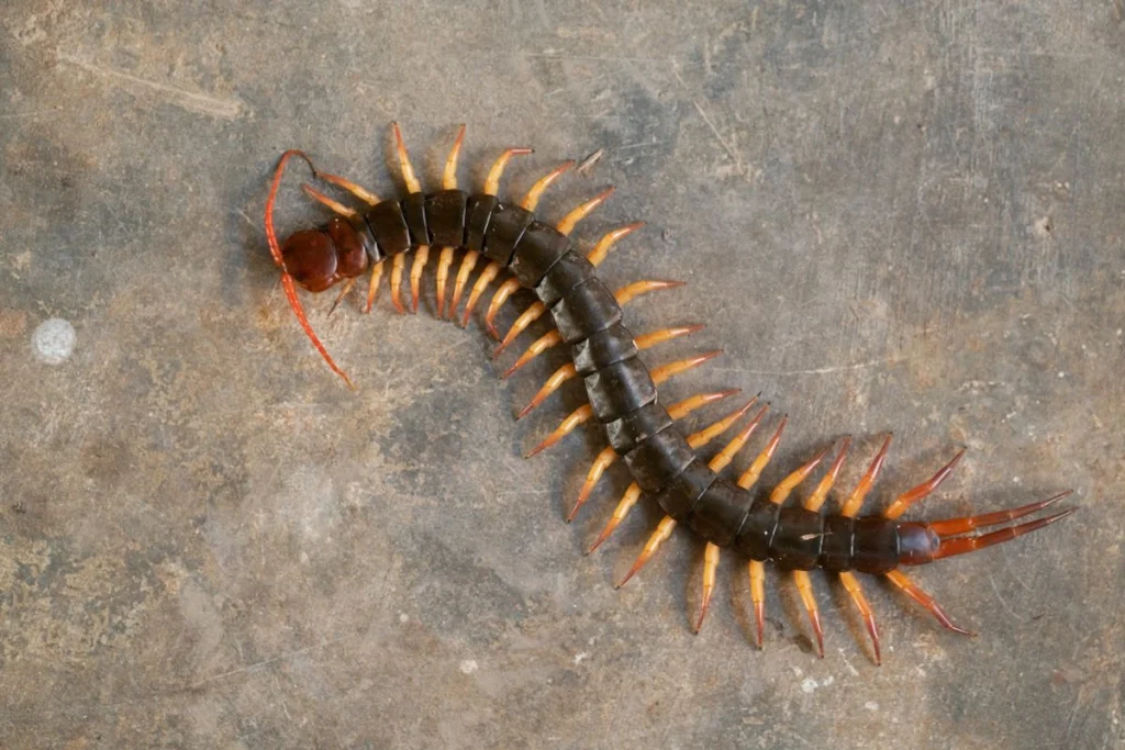 Mengungkap Detail Erek Erek kelabang 2D, 3D, 4D, 2026 - Tafsir Mimpi Kelabang Di Berbagai Belahan Dunia